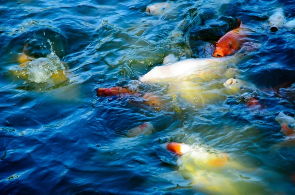 Pesce di Koi — Foto Stock