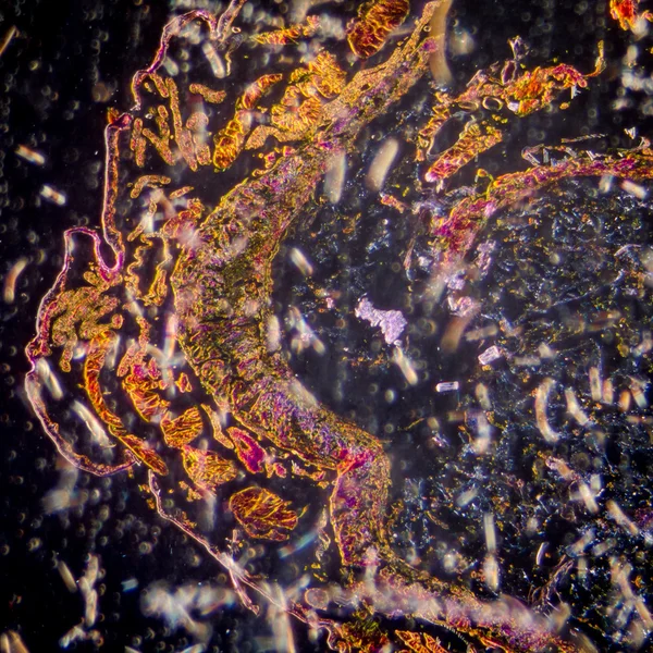 显微镜下的昆虫身体的横断面，飞蛾毛毛虫 — 图库照片