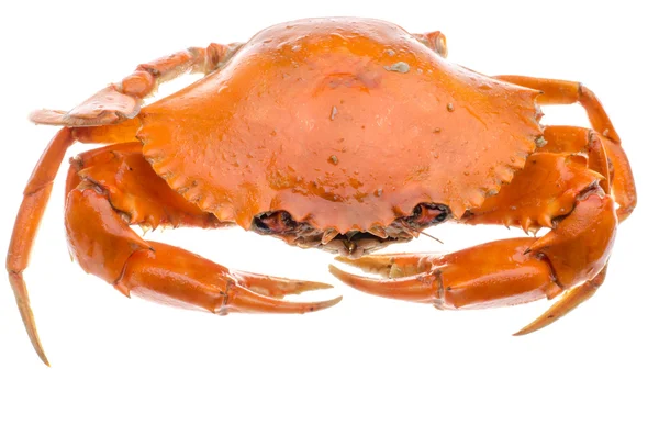 Rode krab Rechtenvrije Stockfoto's