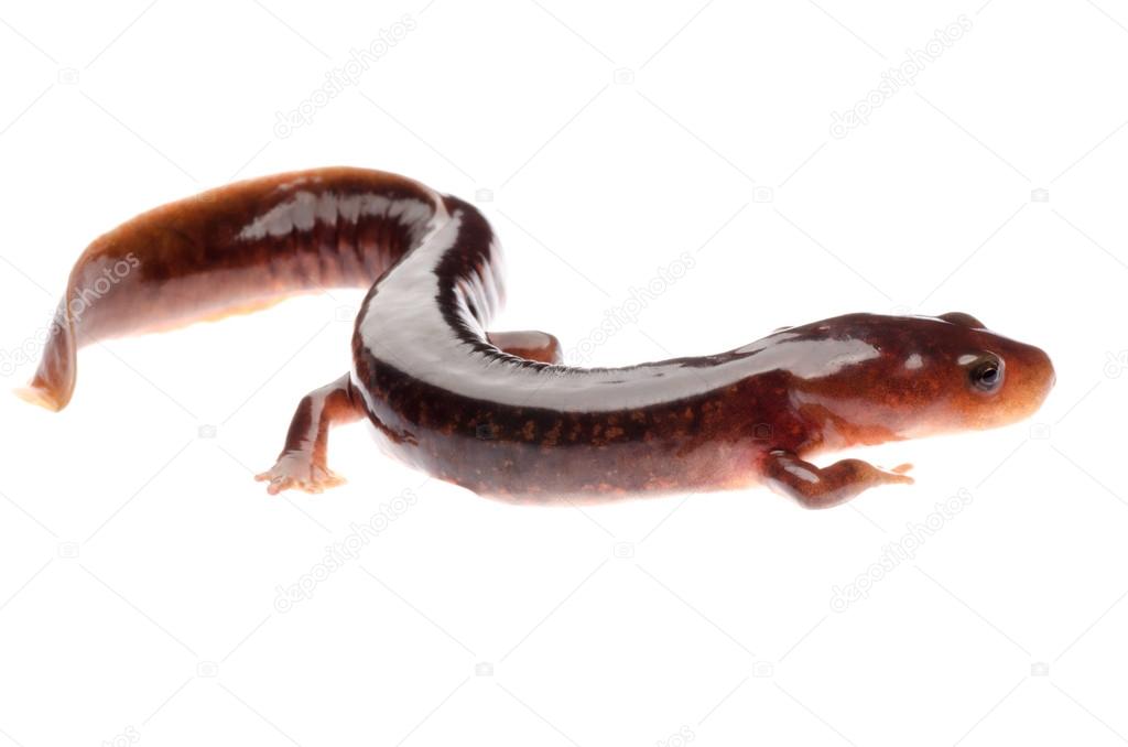 Chinese tsitou salamander newt