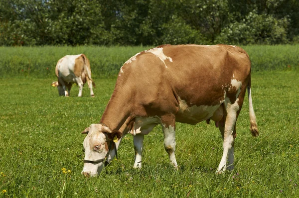 Brun kvinnliga kon äter gräs i fältet — Stockfoto