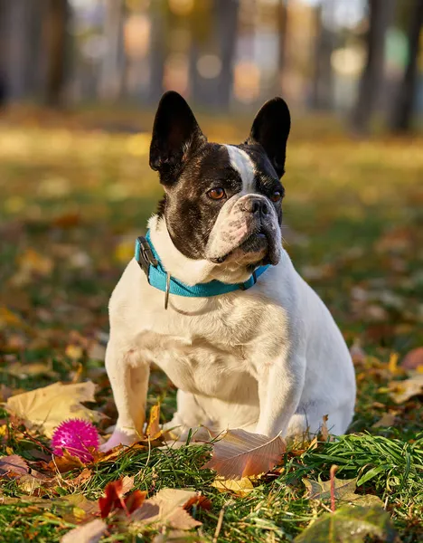 Ranskan bulldoggi syksyllä puistossa kuvapankin valokuva