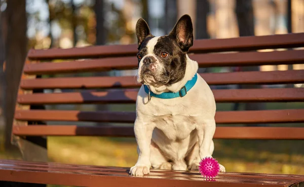 Ranskalainen bulldog istuu penkillä ja odottaa omistajaa tekijänoikeusvapaita valokuvia kuvapankista