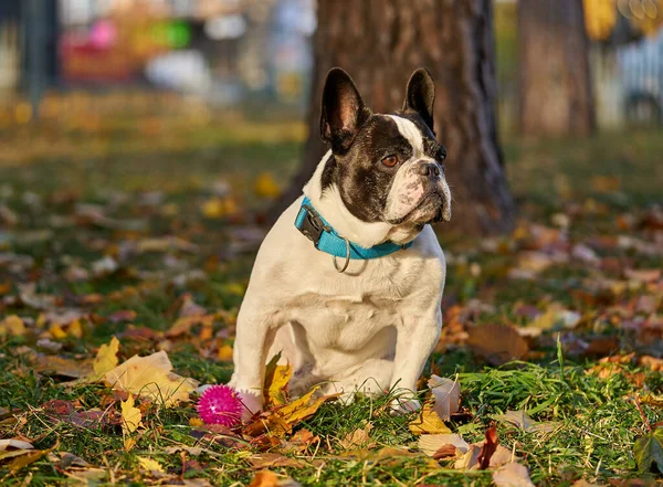 French bulldog in the autumn park Stock Picture