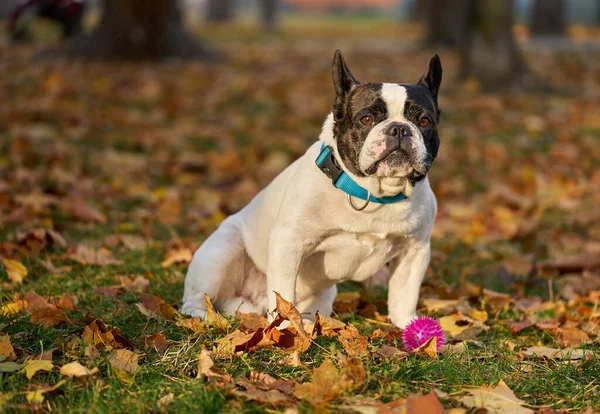 Französische Bulldogge im Herbstpark Stockbild