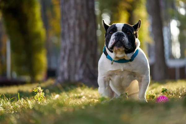 Ranskan bulldoggi syksyllä puistossa kuvapankkikuva