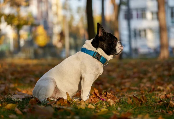 Französische Bulldogge im Herbstpark Stockbild