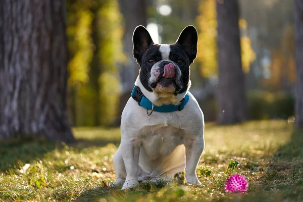 Französische Bulldogge zeigt im Herbst im Park sitzende Zunge lizenzfreie Stockfotos