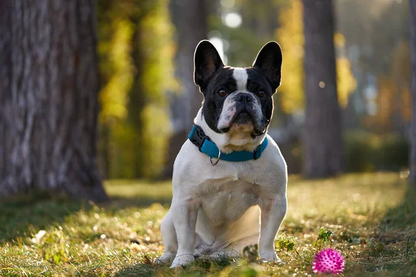 Französische Bulldogge im Herbstpark lizenzfreie Stockbilder