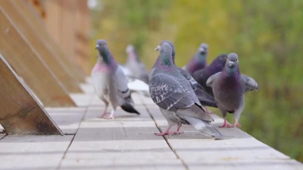 Pombas Rochosas Andando Sobre Prancha Madeira Ensolarada Durante Dia Verão — Vídeo de Stock