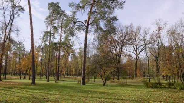 Sonbahar Çam Ağaçları Yaprak Döken Ağaçlar Parka Bakıyor Sarı Yapraklar — Stok video
