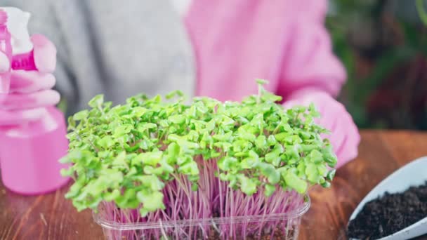 Nahaufnahme Person Die Mikrogemüse Aus Einer Sprühflasche Frisches Gemüse Für — Stockvideo