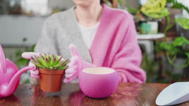 Frau Pflanzt Topfpflanze Rosa Blumentopf Ein Hobbykonzept — Stockvideo