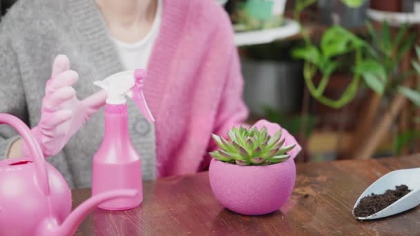 Close Person Watering Spray Bottle Caring House Plant Hobby Concept — Vídeos de Stock