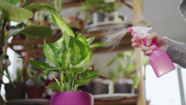 Details Care Houseplant Person Watering Green Foliage Flower Spray Bottle — Wideo stockowe