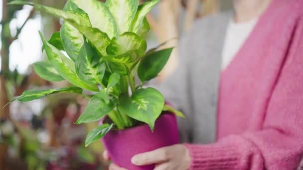 Unrecognizable Woman Worker Florists Store Holding House Plant Pot Houseplant — Stockvideo