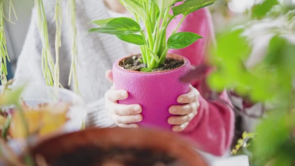 Houseplants Hobby Concept Person Puts Pot Plant Shelf Flowers Shop — Wideo stockowe
