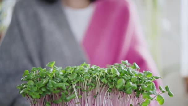 Close Woman Holding Pot Microgreen Sprouts Fresh Food Healthy Eating — Vídeo de Stock