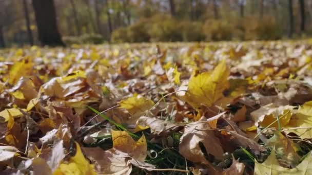 Bright Leaves Yellow Red Lying Ground Autumn Park Forest Autumnal — стоковое видео