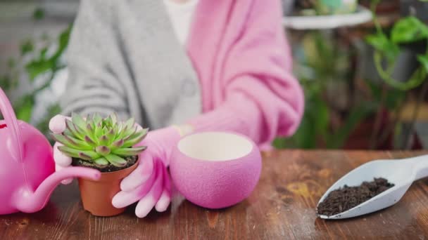 Person Remove Succulent Pot Transplant Potted Plant Pink Flower Pot — Stok Video