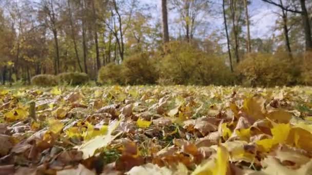 Câmera Mover Acima Direito Folhas Amarelo Vermelho Deitado Chão Outono — Vídeo de Stock