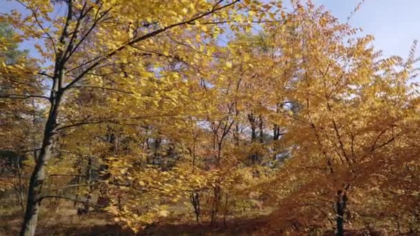 Listnaté Stromy Větve Žlutými Listy Podzimní Krajina Slunci — Stock video