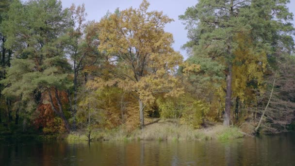 Meer Bos Herfst Natuur Landschap Zonnig Dagzicht Park Met Dennen — Stockvideo