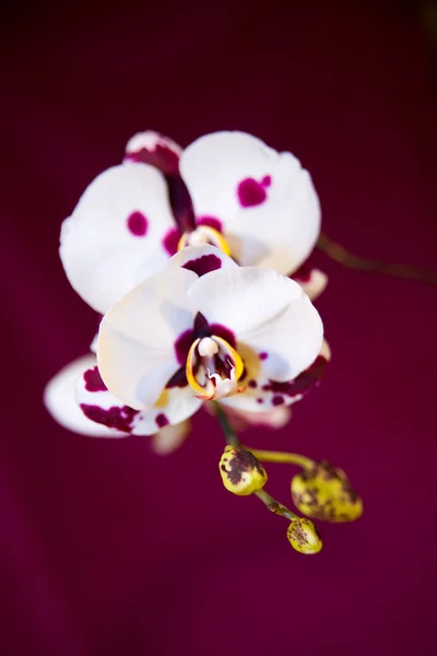 Orchidee — Stockfoto