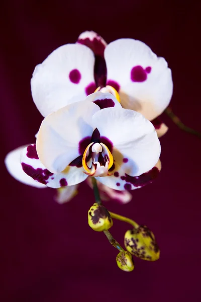 Orchidea — Stock Fotó