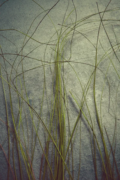 Blades of grass — Stock Photo, Image