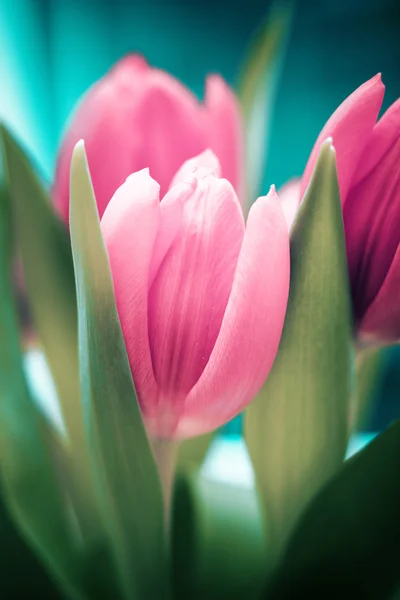 Тюльпаны — стоковое фото