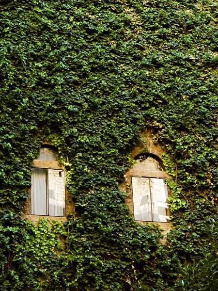 Pared cubierta de hiedra — Foto de Stock