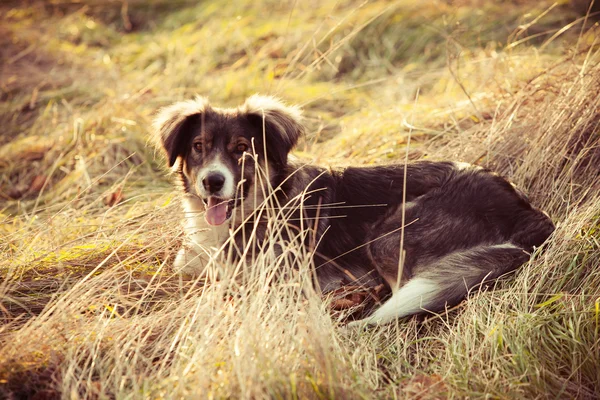 Cão mentira na grama — Fotografia de Stock