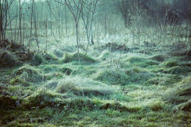 düzleştirilmiş ot