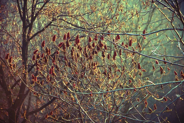 Branches au coucher du soleil — Photo