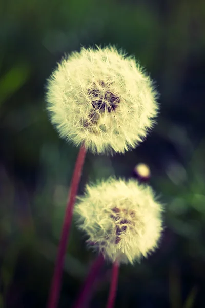 Diente de león — Foto de Stock