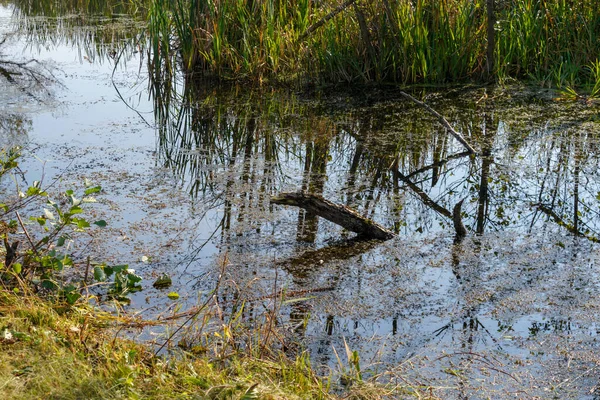 Kolory Jesieni Różnych Ujęciach Panoramicznych Odcieniach Zieleni Brązu Wzdłuż Dunaju — Zdjęcie stockowe