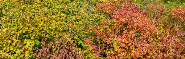 Cores Outono Diferentes Fotos Panorâmicas Tons Verdes Marrons Longo Danúbio — Fotografia de Stock