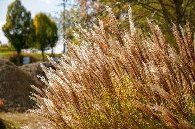Almanya 'da açık alanların dinlenmesi için parkı korudu