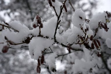 Bavyera 'da bol karlı kış her yıl tekrar güzeldir.
