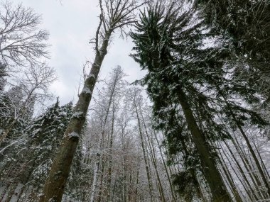 Bavyera 'da bol karlı kış her yıl tekrar güzeldir.