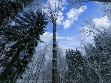 Bavyera 'da bol karlı kış her yıl tekrar güzeldir.