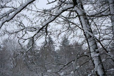 Bavyera 'da bol karlı kış her yıl tekrar güzeldir.