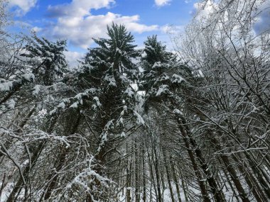 Bavyera 'da bol karlı kış her yıl tekrar güzeldir.