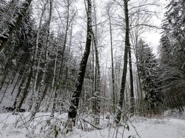 Bavyera 'da bol karlı kış her yıl tekrar güzeldir.