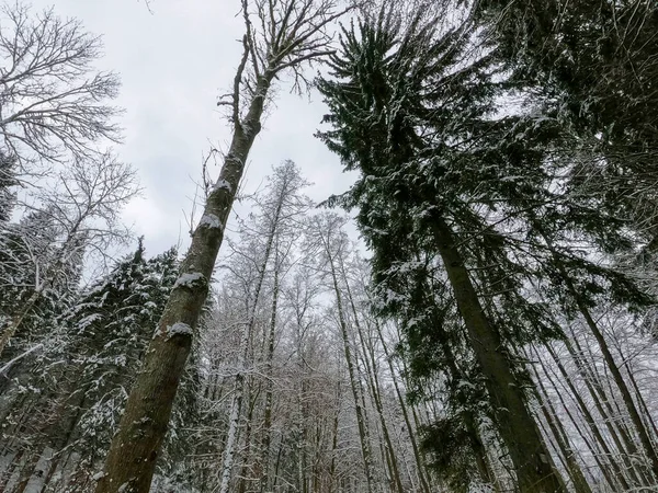 Bavyera 'da bol karlı kış her yıl tekrar güzeldir.