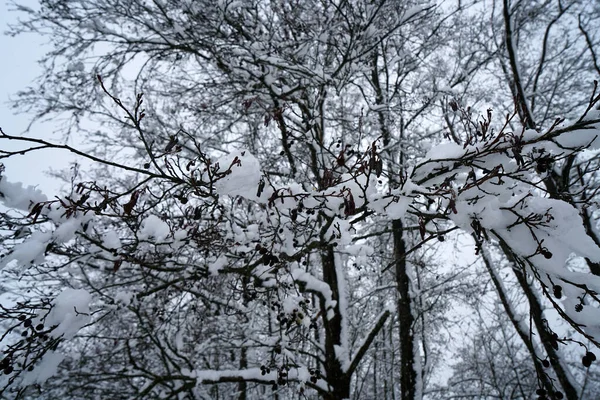 Invierno Con Mucha Nieve Baviera Hermoso Nuevo Cada Año —  Fotos de Stock