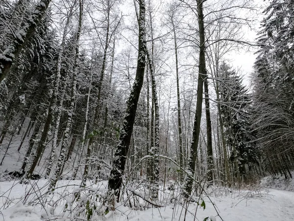 Zima Spoustou Sněhu Bavorsku Každý Rok Opět Krásná — Stock fotografie