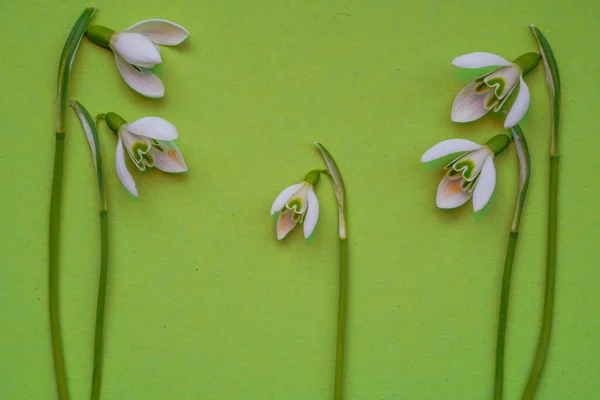Snowdrops Galanthus Picked Spring Photographed Studio — Stock Photo, Image