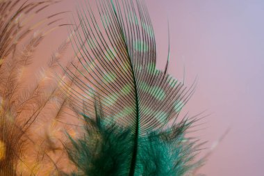 Kuş tüyü, birçok parlak renk ve yapıya sahip bir arkaplan görüntüsüdür.